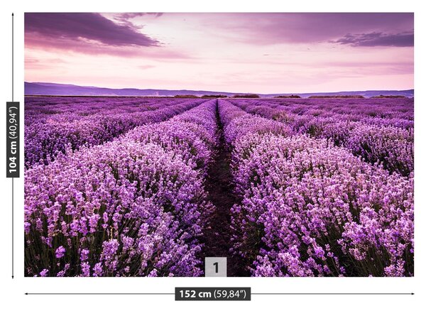 Fototapet Blooming Lavandă