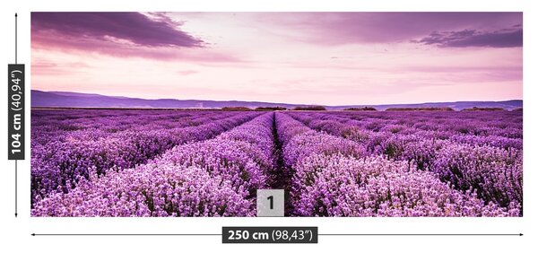 Fototapet Blooming Lavandă