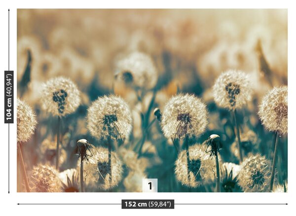 Fototapet Păpădie Meadow