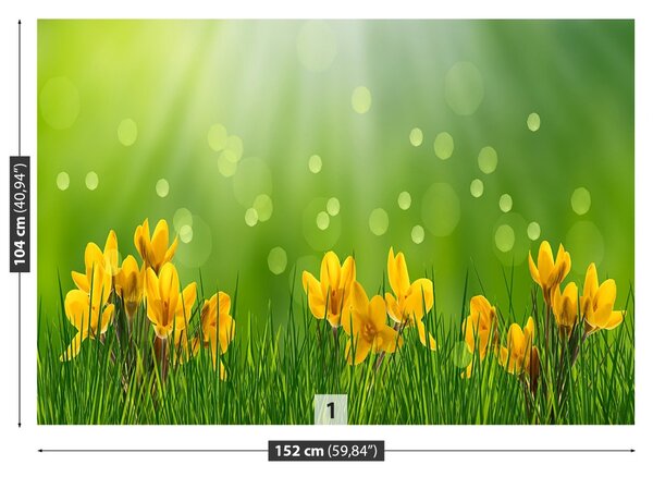 Fototapet Crocuses de Paști