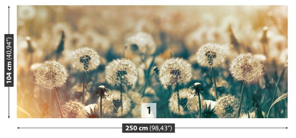 Fototapet Păpădie Meadow