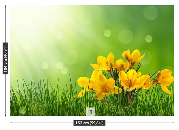 Fototapet Crocuses Green