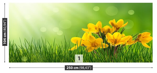 Fototapet Crocuses Green