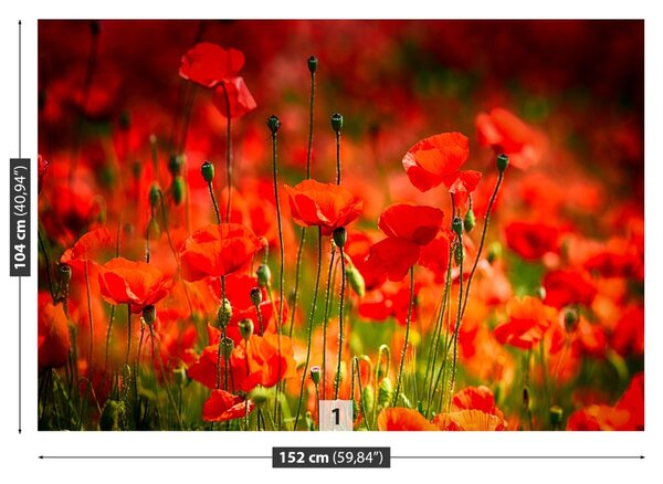 Fototapet maci Meadow