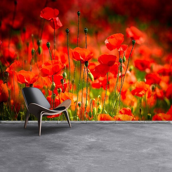 Fototapet maci Meadow