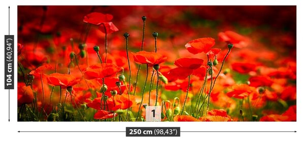 Fototapet maci Meadow