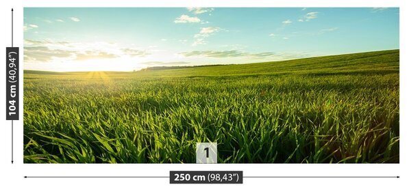 Fototapet Green Meadow