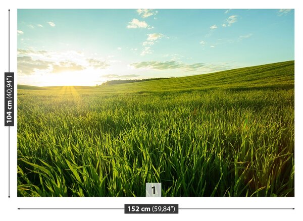 Fototapet Green Meadow