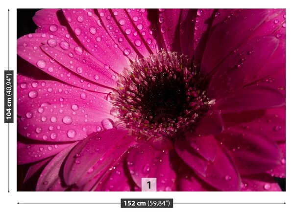 Fototapet Purple Gerbera