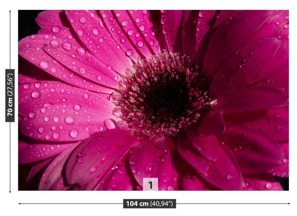 Fototapet Purple Gerbera