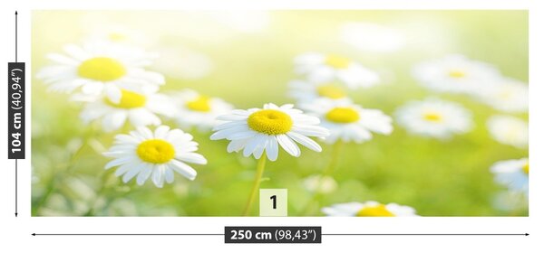 Fototapet Margarete Meadow