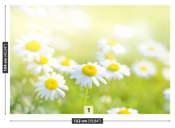 Fototapet Margarete Meadow