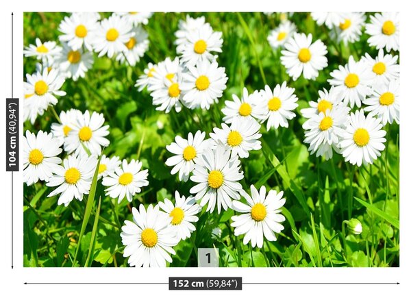 Fototapet Margarete Meadow