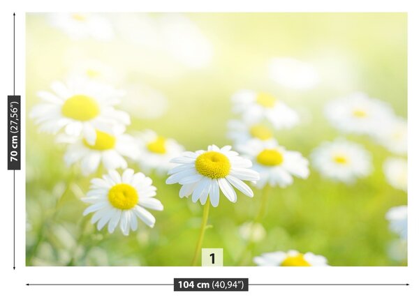 Fototapet Margarete Meadow