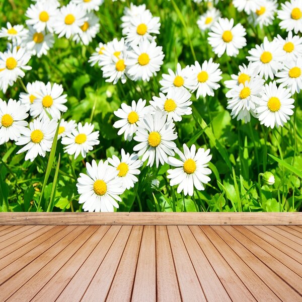 Fototapet Margarete Meadow