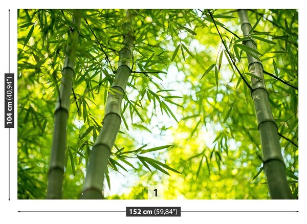 Fototapet Bamboo Branch