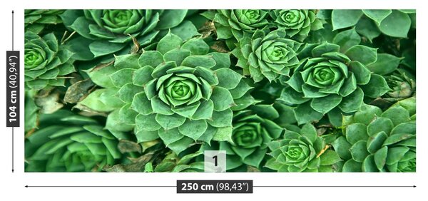 Fototapet Sedum verde