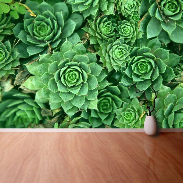 Fototapet Sedum verde
