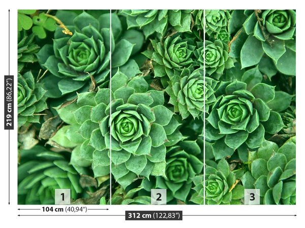Fototapet Sedum verde