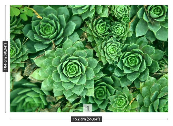 Fototapet Sedum verde