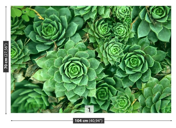Fototapet Sedum verde