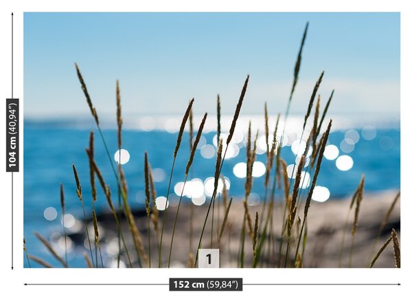 Fototapet Reed Water