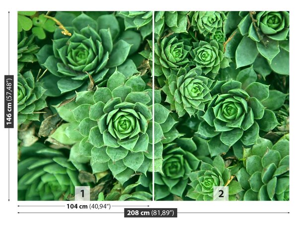 Fototapet Sedum verde