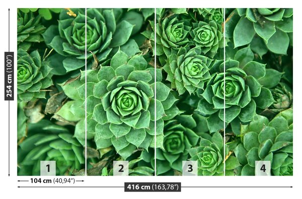 Fototapet Sedum verde