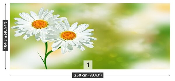 Fototapet alb muşeţel