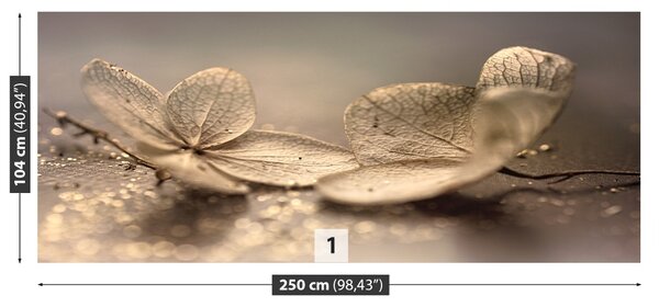 Fototapet bej Hortensie