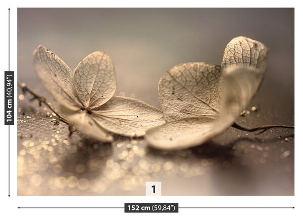 Fototapet bej Hortensie