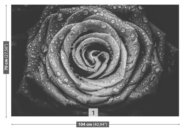 Fototapet Rose negru