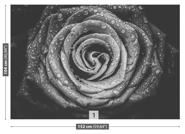 Fototapet Rose negru