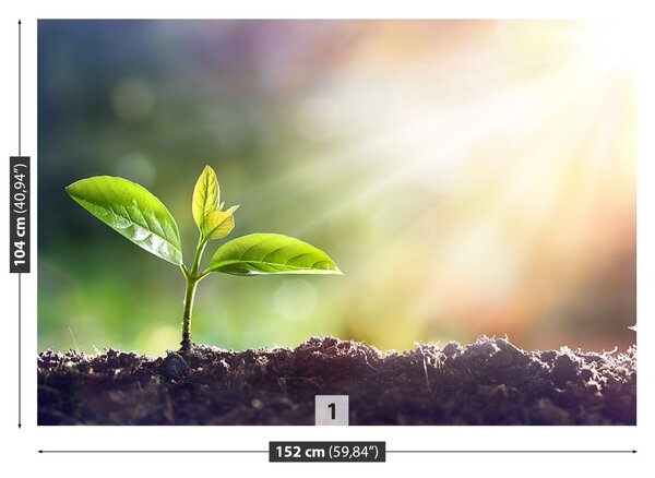 Fototapet Green Sprout