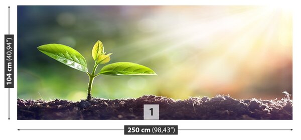 Fototapet Green Sprout