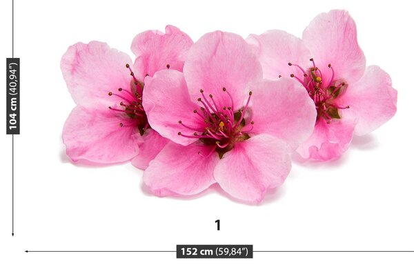 Fototapet Flori de cireș