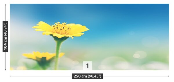 Fototapet galben Păpădie