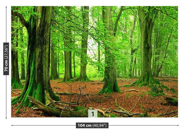 Fototapet pădure