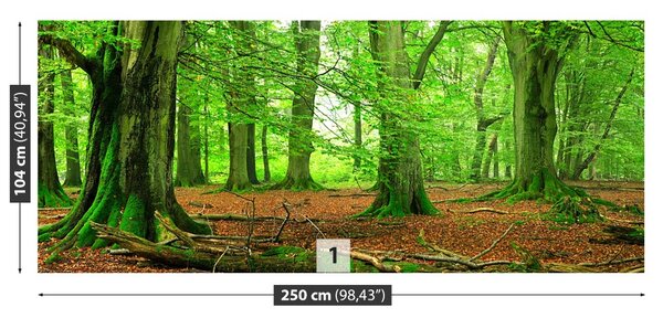 Fototapet pădure