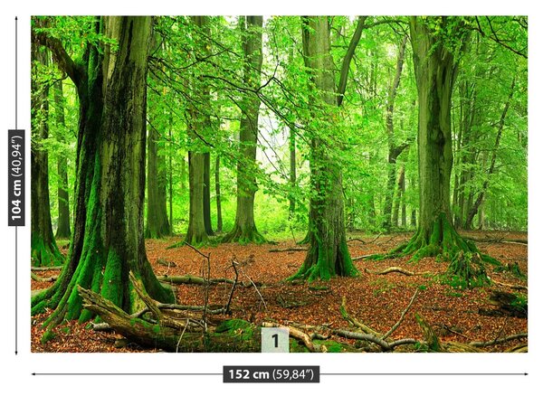 Fototapet pădure
