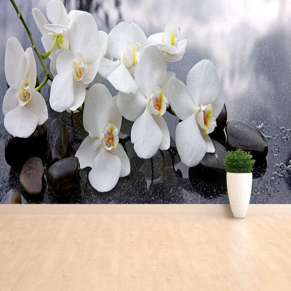 Fototapet Orchid Stones
