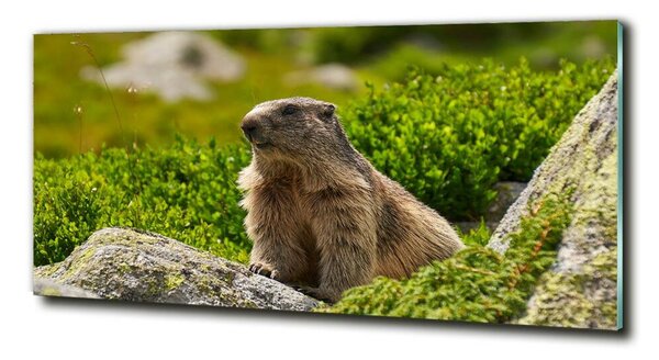 Imagine de sticlă marmota