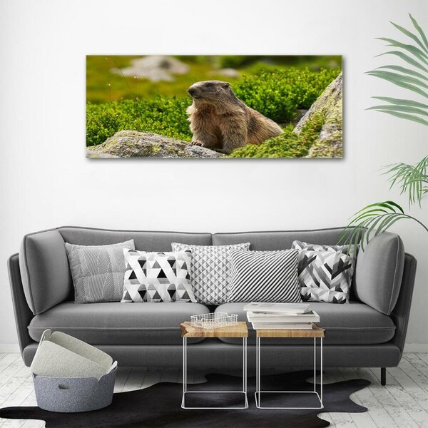 Imagine de sticlă marmota
