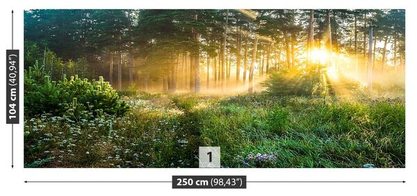 Fototapet pădure
