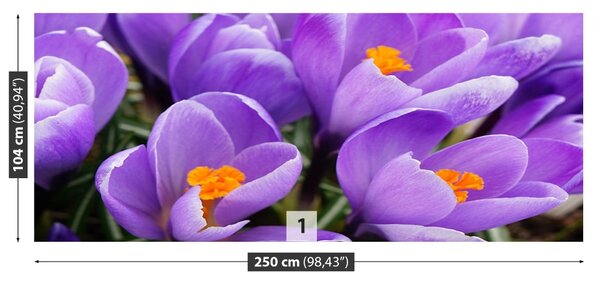 Fototapet Purple Crocuses