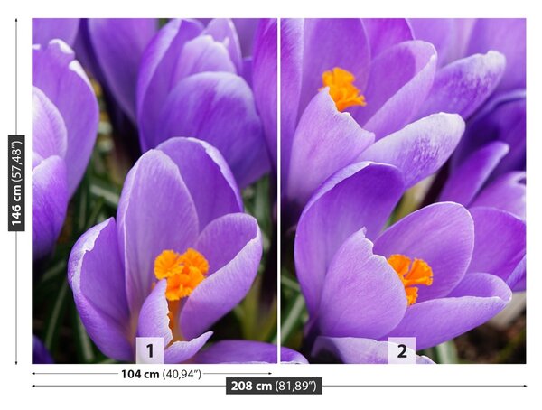 Fototapet Purple Crocuses