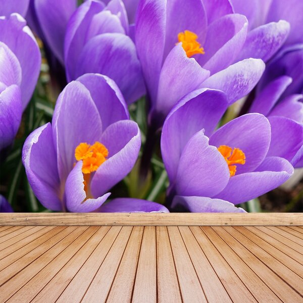 Fototapet Purple Crocuses
