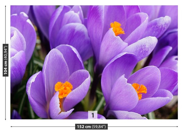 Fototapet Purple Crocuses