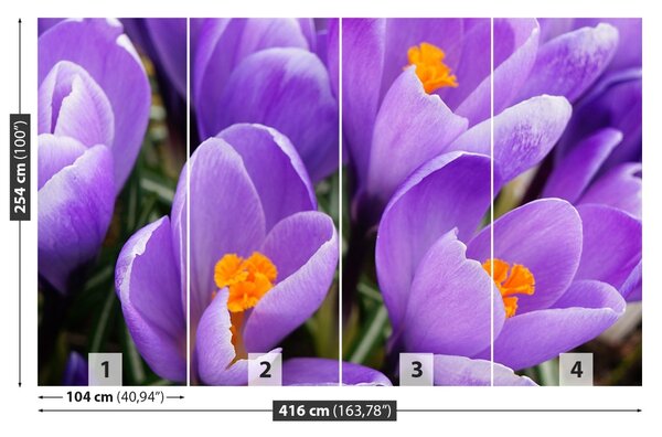 Fototapet Purple Crocuses