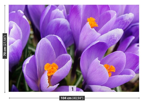 Fototapet Purple Crocuses
